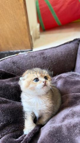 British shorthair golden - 2