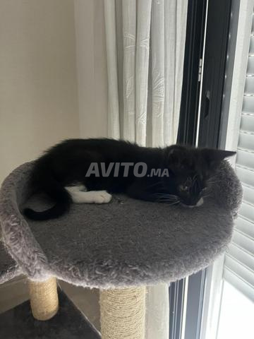 Chaton 1 mois et demi vacciné avec carnet - 2