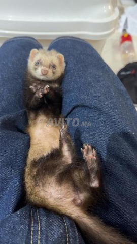 Furet animal - 2