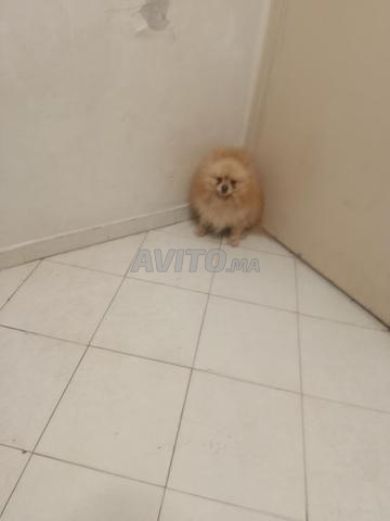 Chien Spitz - 2