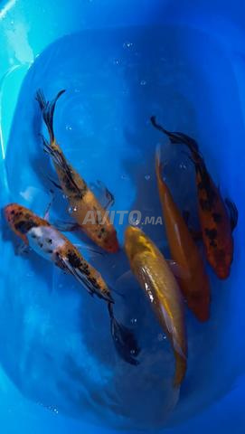 Poissons Koi - 2