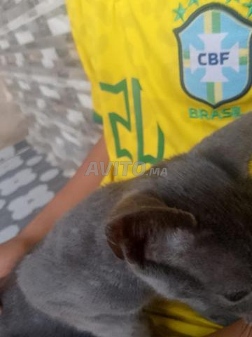 Chat russe bleu trouvé dans le quartier Ben Ramdan - 2