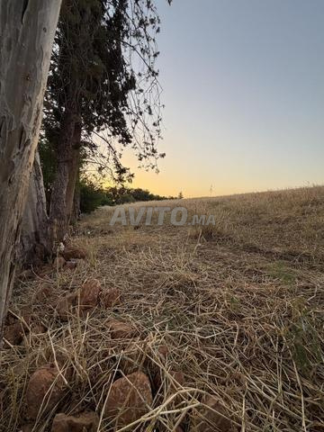8 hectares à vendre - 2