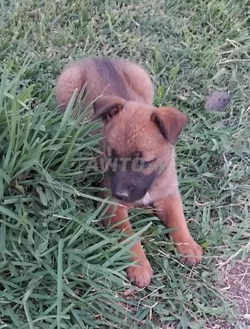 Chiots Malinois de 40j - 2