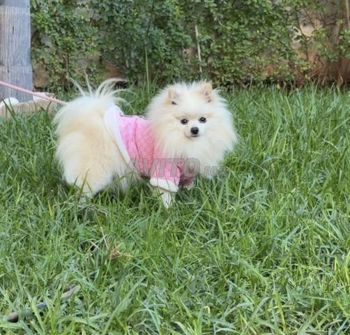 Chien Spitz nain couleur crème
