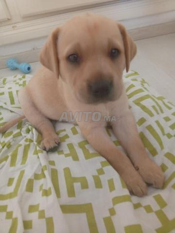 Labrador Retriever