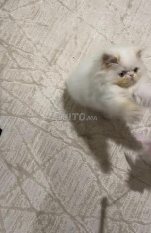 Chat persan amical et joueur - 2