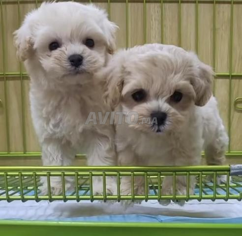 chiot bichon nain - 2