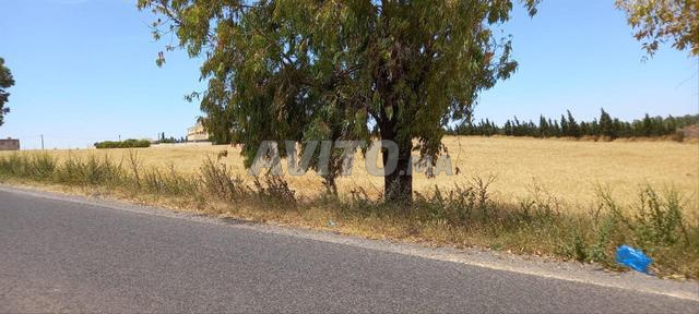 Terrain agricole à vendre à 9 km de Ben Ahmed