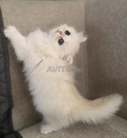 BRITISH LONGHAIR NS11🐾 - 2