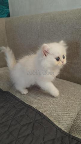 بريطاني طويل الشعر NS11🐾