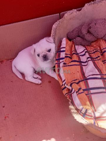 Chiot Carlin exotique - 2