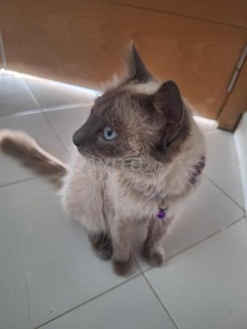 Chat siamois avec lit et bols inclus - 2