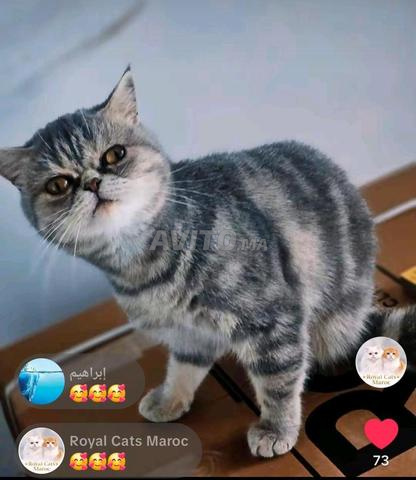 Exotic Shorthair - 2