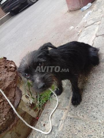 Terrier à poil dur