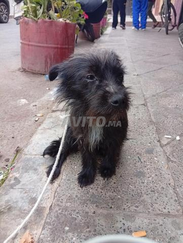 Terrier à poil dur - 2