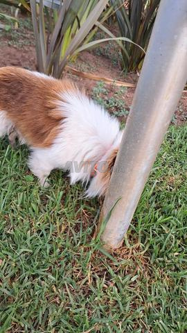 Chihuahua mâle nain