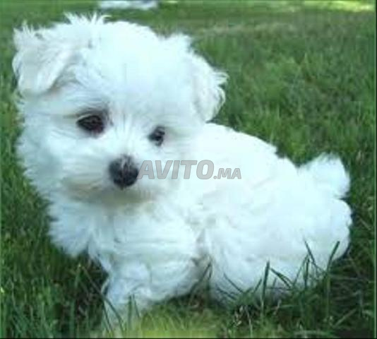 Bébé bichon maltais blanc - 2