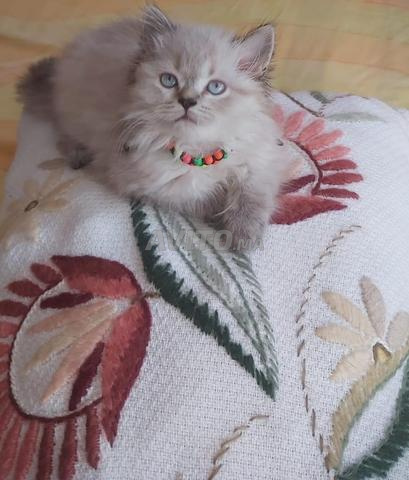 Adorable chat persan pure race
