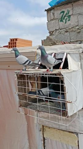 Pigeon de course ou de chambre excellent - 2