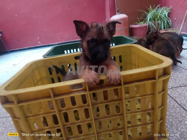 Chiots Malinois - 2