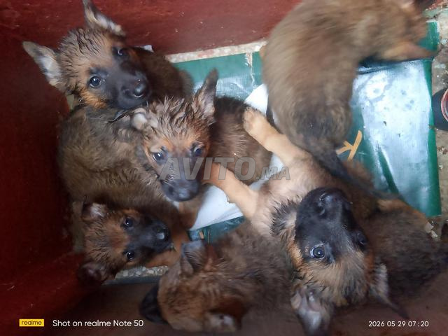 Chiots Malinois - 2