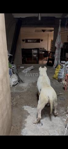 Mâle Dogo Argentino