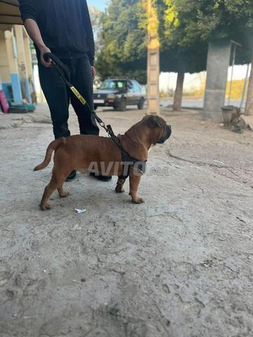 Chien à vendre, il a un carnet de santé spécial pour le chien