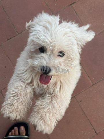 Bichon maltais pure race - 2