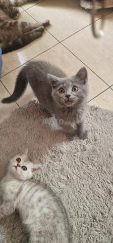 British Shorthair 2 mois mâle et femelle - 2