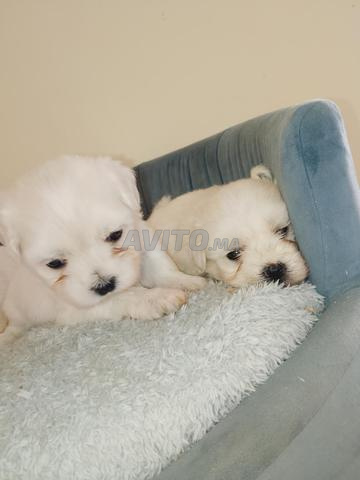 Bichon nain - 2