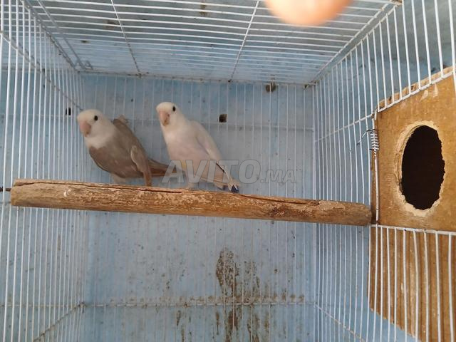 Oiseaux Rose et Fischer - 2
