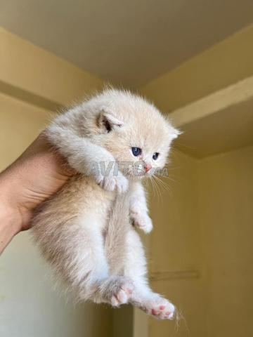 Mâle Scottish Fold - 2