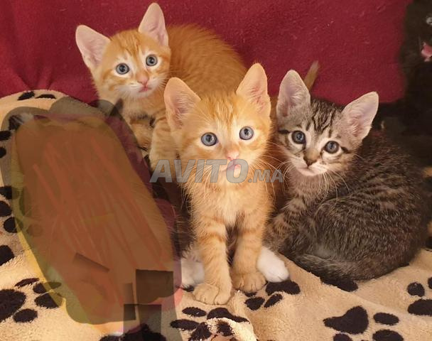 Chatons à adopter gratuitement