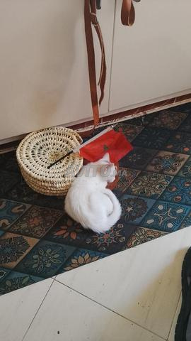 Beau chaton à vendre