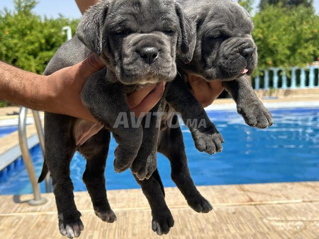 كلب Cane Corso ذو نسب