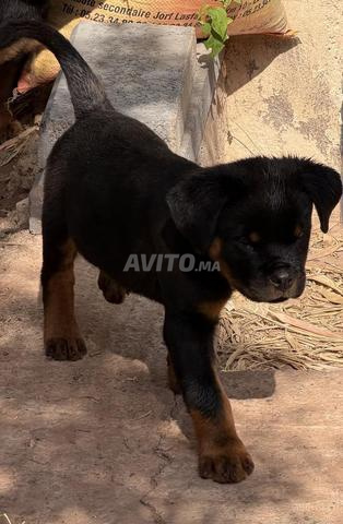 Chiots pedigree