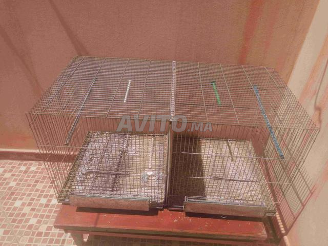 Cage à oiseaux - 2