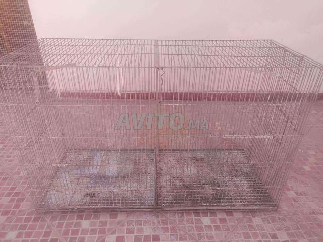 cage oiseaux