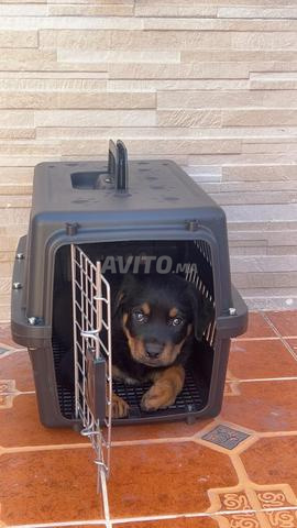 Chiot Rottweiler pure race avec carnet - 2