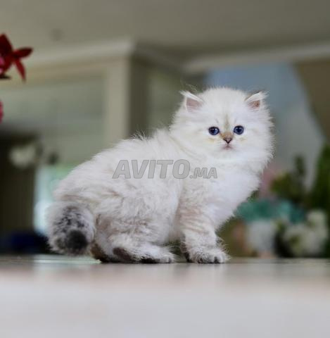 British Longhair pedigree wcf papa champion