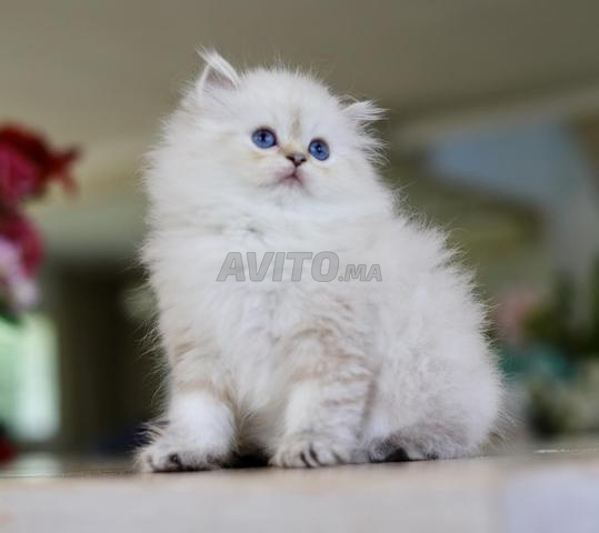 British Longhair pedigree wcf papa champion