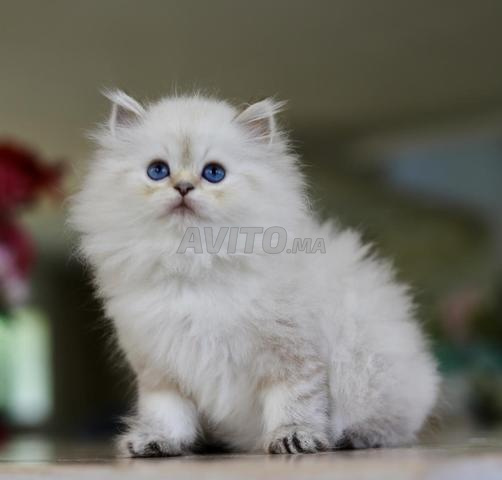 British Longhair pedigree wcf papa champion