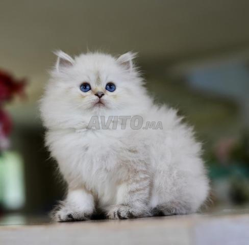 British Longhair pedigree wcf papa champion