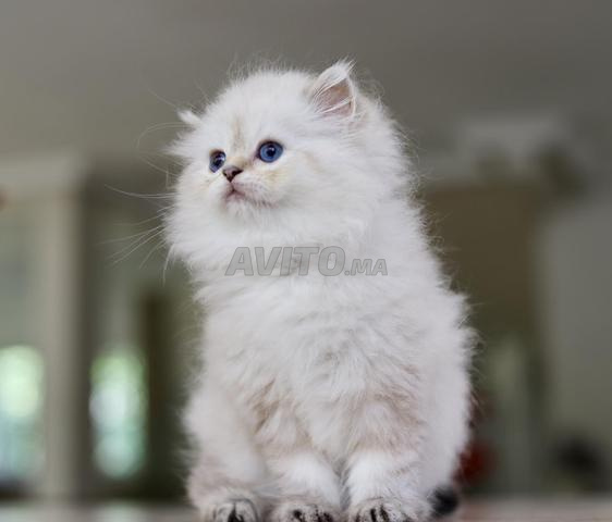 British Longhair pedigree wcf papa champion