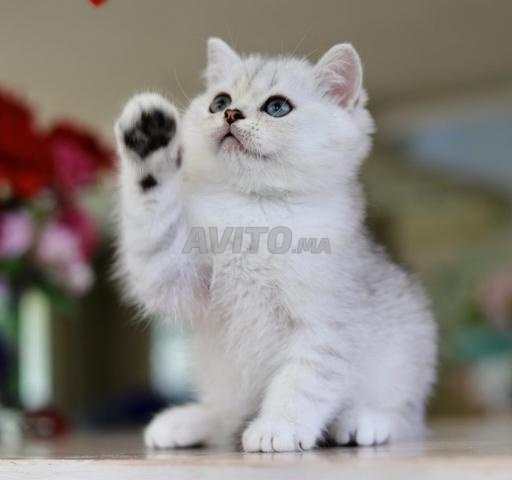 Chatons parents champions scottish wcf