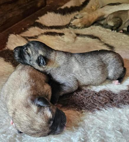 Chiots Kangal Turc - 2