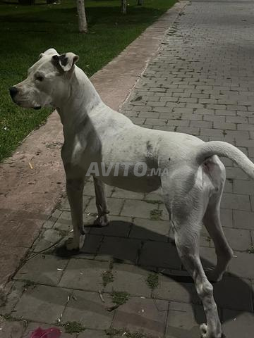 Femelle Dogue Argentin 11 mois - 2