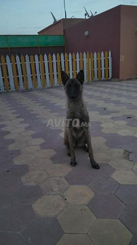 Animal de compagnie chien de race Manchester Terrier