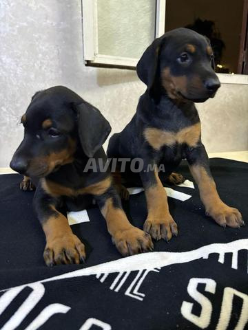 Chiots doberman